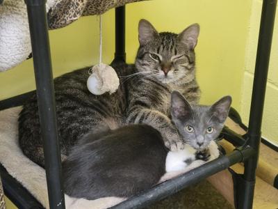 Friskie, young, available for adoption