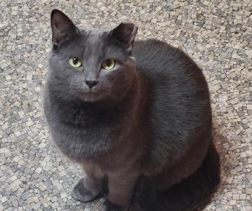 A gray cat with green eyes sitting on a mosaic tile floor.