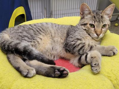Penny, kitten, available for adoption