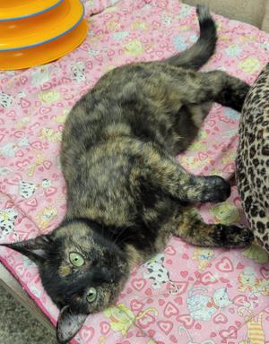 Mama Tortie, young, available for adoption