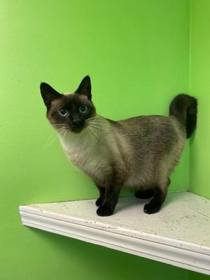 Chocolina, adult, available for adoption