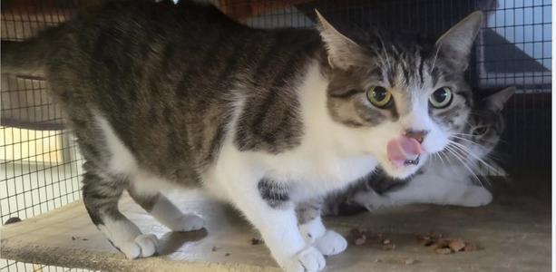Alvin and Theo, adult, available for adoption