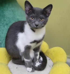 Mittens, kitten, available for adoption