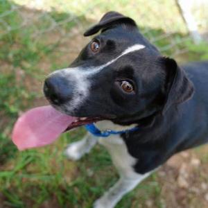 Goose, Border Collie Mix, young, available for adoption