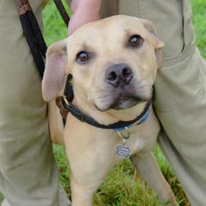 A tan-colored puppy with a black collar being held by a person.