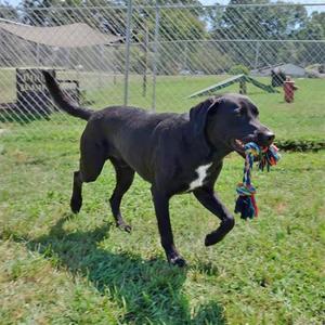 A black dog with a white patch on its chest is running on a grassy field, holding a colorful rope toy in its mouth. The background features a chain-link fence and some playground equipment.