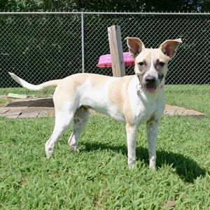 Sparrow, Australian Shepherd Mix, young, available for adoption