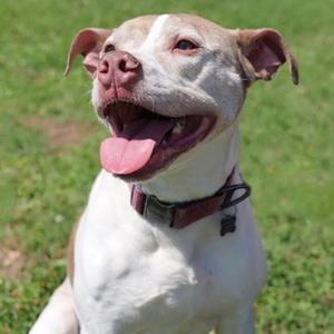 Jada, Staffordshire Bull Terrier Mix, senior, available for adoption
