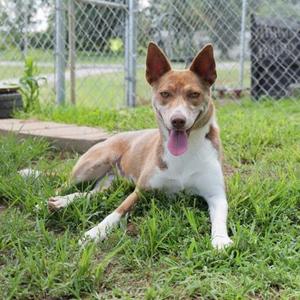 Meeka, Carolina Dog Mix, young, available for adoption
