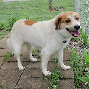 A medium-sized mixed-breed dog with white and tan fur stands on a paved pathway outdoors.