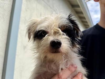 *PATCHES, Norfolk Terrier, adult, available for adoption