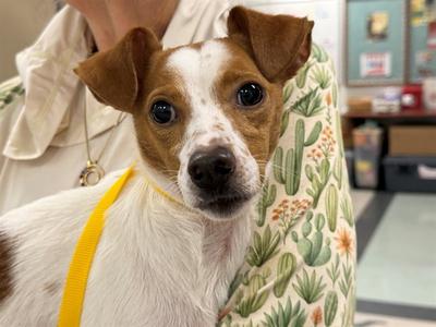 BIG BOY, Chihuahua, adult, available for adoption