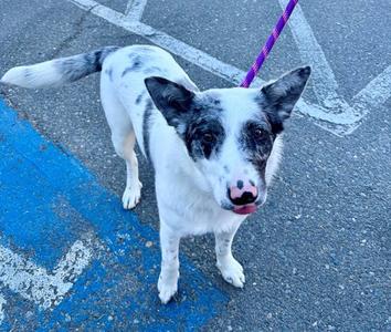 *LORETTA, Australian Cattle Dog/Blue Heeler, young, available for adoption