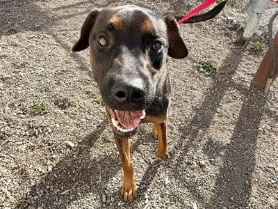 *KOREY, Rottweiler, young, available for adoption