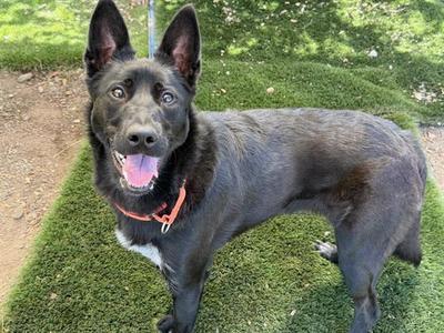 A black dog with pointed ears and a pink collar stands on green grass, looking directly at the camera with its mouth open and tongue out.