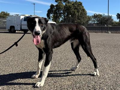 *CHASE, Border Collie, young, available for adoption