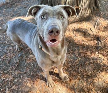 GOOBER, Labrador Retriever, adult, available for adoption