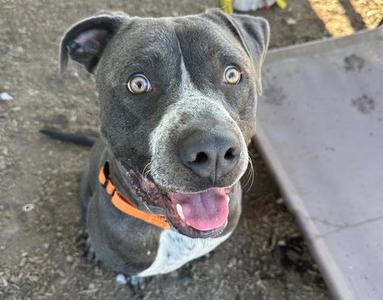 A gray and white dog with an orange collar, looking up with its mouth open and tongue out.