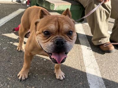 *MELVIN, Pit Bull Terrier / French Bulldog, adult, available for adoption