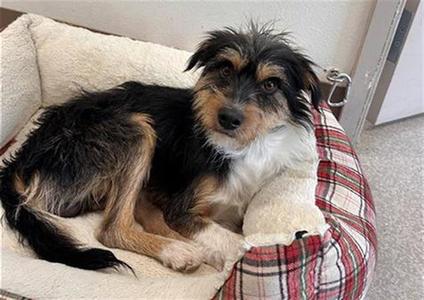 *TRI-LYNN, Miniature Schnauzer, adult, available for adoption