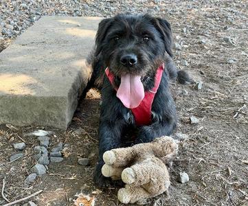 *PETUNIA, Giant Schnauzer, adult, available for adoption