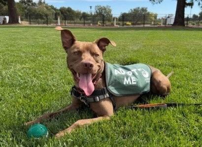 *SCOUT, Pit Bull Terrier, adult, available for adoption