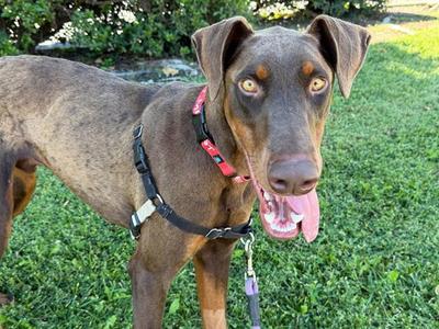 BLUE, Doberman Pinscher, young, available for adoption