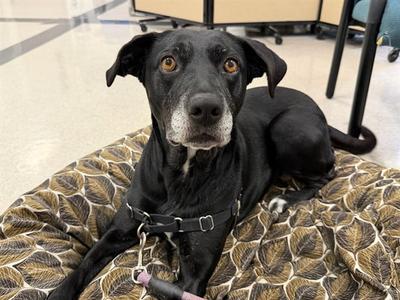 *MILLIE, Labrador Retriever, adult, available for adoption
