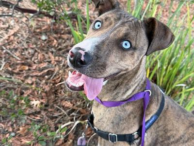 A brown dog with blue eyes and a purple collar, sticking out its tongue.