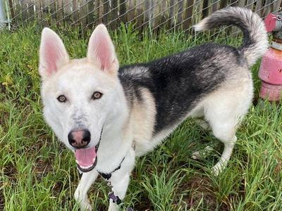 *HOWDY, Siberian Husky / German Shepherd Dog, adult, available for adoption