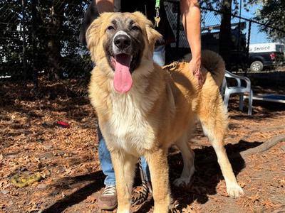 CHLOE, Great Pyrenees, young, available for adoption