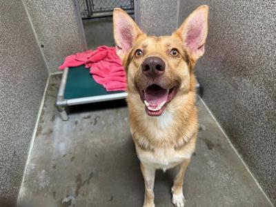 AUSTIN, German Shepherd Dog, adult, available for adoption