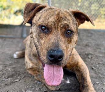 *AMBROSE, Pit Bull Terrier, young, available for adoption