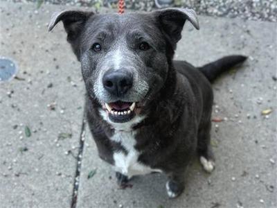 *MAPLE, Pit Bull Terrier, adult, available for adoption