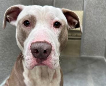 *HUMPHREY, Pit Bull Terrier, adult, available for adoption
