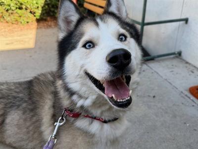 *MUFFIN, Siberian Husky, adult, available for adoption