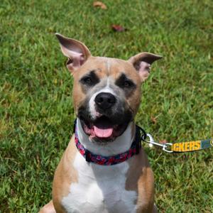 Gemma, Pit Bull Terrier, adult, available for adoption