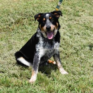 Squidward, Australian Cattle Dog / Blue Heeler, puppy, available for adoption