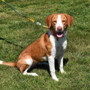 Clover, Beagle, young, available for adoption