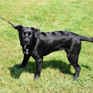 Buck, Mixed Breed, puppy, available for adoption