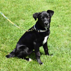 Rocky, Mixed Breed, puppy, available for adoption