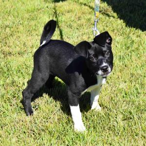 Bunny, Mixed Breed, puppy, available for adoption