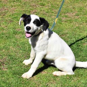 Apple, Mixed Breed, young, available for adoption