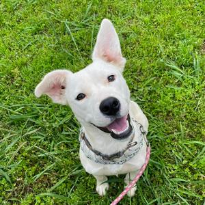 Samsung, Mixed Breed, young, available for adoption