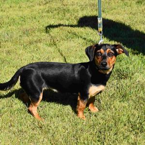 Penelope, Dachshund, young, available for adoption