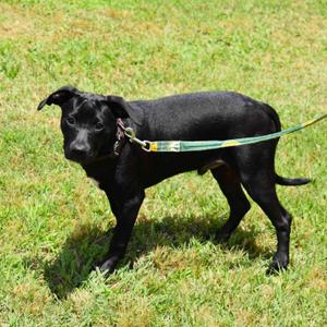 Jackson, Mixed Breed, puppy, available for adoption