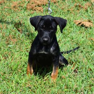 Gretchen, Mixed Breed, puppy, available for adoption