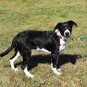 Molly, Mixed Breed, puppy, available for adoption
