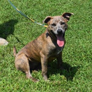 A brown brindle dog with a pink tongue sitting on green grass, wearing a leash.