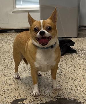 Nugget, Chihuahua, adult, available for adoption